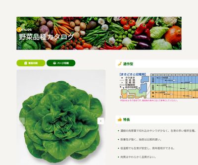 岡山サラダ菜の画像