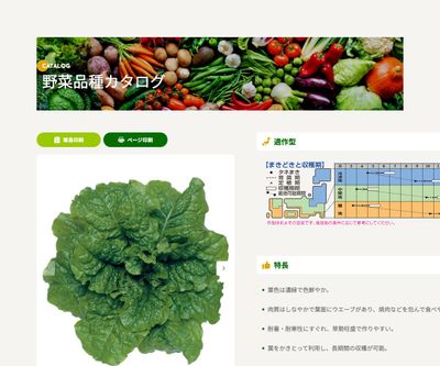 チマサンチュ（青葉種）の画像