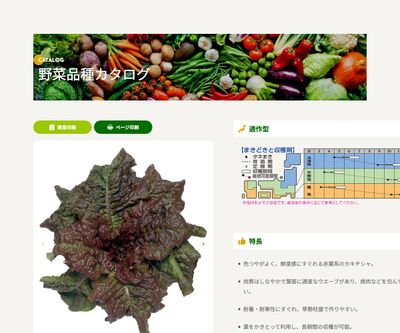 チマサンチュ（赤葉種）の画像