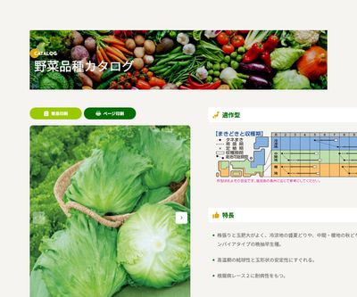 サマーガイの画像