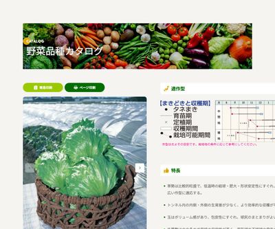 レイヤードの画像