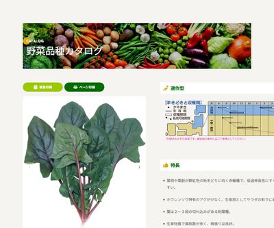 早生サラダあかりの画像