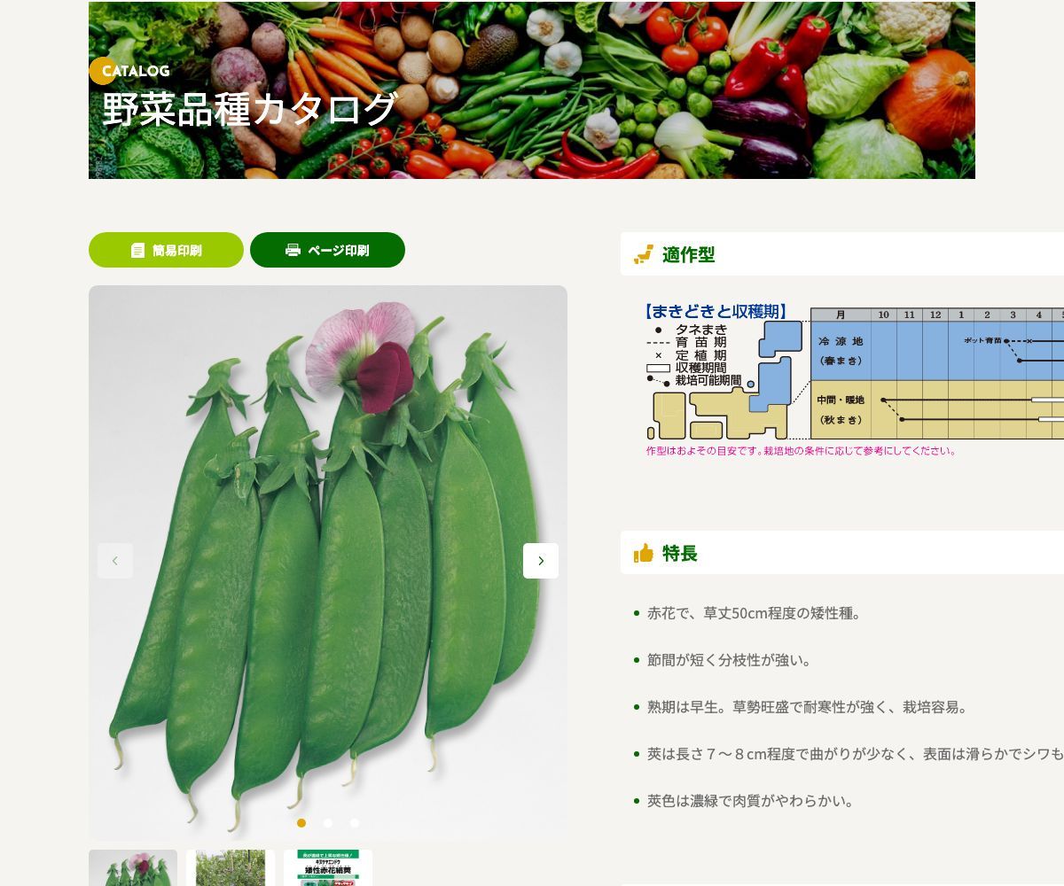 矮性赤花絹莢