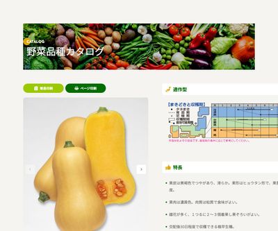 バターナッツの画像