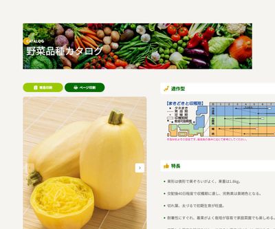 金糸瓜（そうめん南瓜）の画像