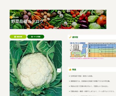スノーニューダイヤの画像