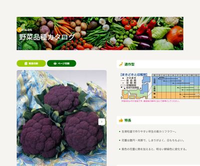 バイオレットクインの画像