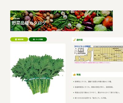 きわめ中葉春菊の画像