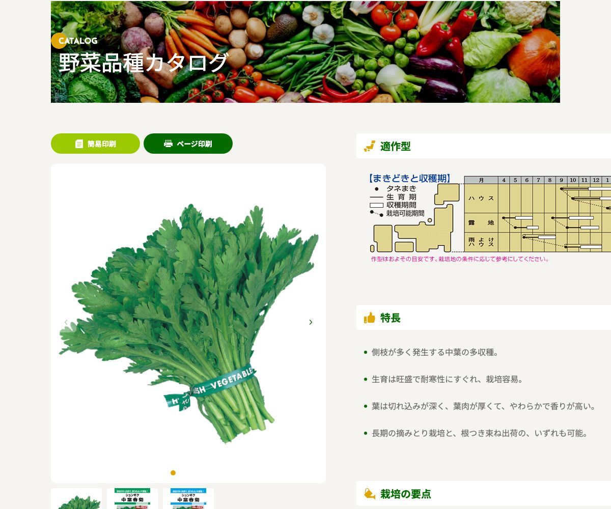 中葉春菊